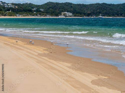 Photography Seagulls walking on a sandy beach shore with ocean waves and distant hills