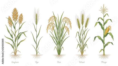 A botanical illustration displaying cereal grain plants: sorghum, rye, rice, wheat, and maize, with roots and labels against a white background.