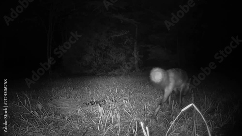 Infrared trail camera captures a red fox cautiously sniffing and tasting a carcass before disappearing into the forest darkness.