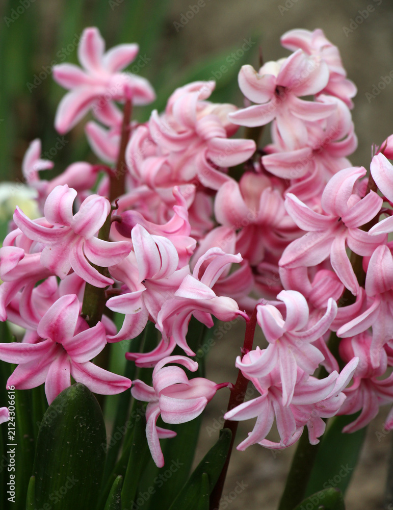 Obraz premium Hyacinths are blooming in the garden