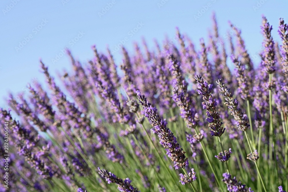 Obraz premium Texture of a blooming lavender field. Lush blooming purple lavender field with shallow depth of field and soft selective focus.