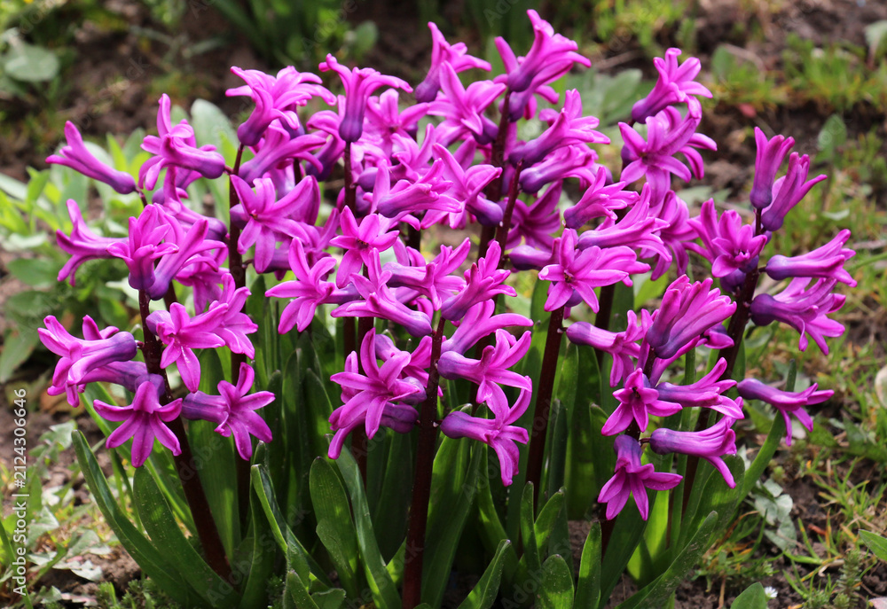 Obraz premium Hyacinths are blooming in the garden