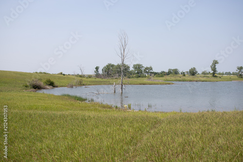 Dead Trees Standing in Rural Pond with Green Grassland