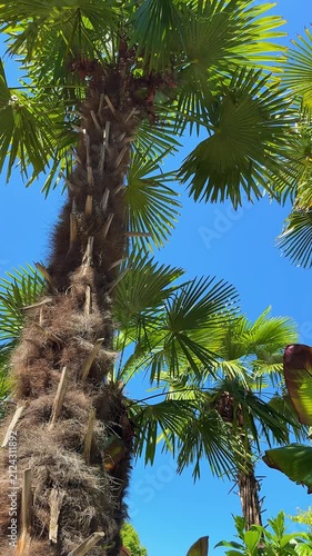 Green fan palm trees against a clear blue sky viewed from low angle, vertical video