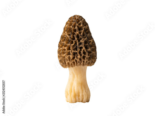 Fresh morel mushroom isolated on white. Edible wild fungus for gourmet culinary recipes.
