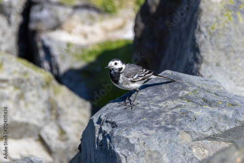 Wagtail perched on a large rock