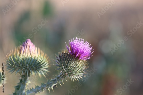 Fotografie Beautiful thistles plant growing against blurred background, closeup