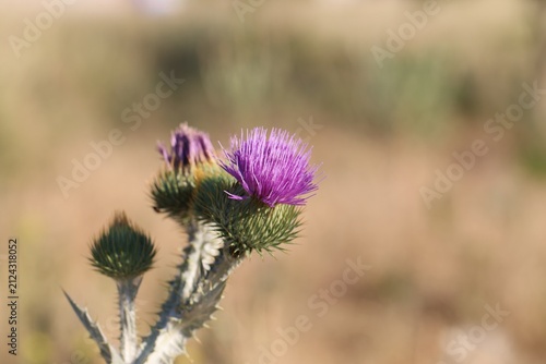 Konstfotografi Beautiful thistles plant growing against blurred background, closeup