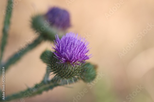Fotografie Beautiful thistles plant growing against blurred background, closeup