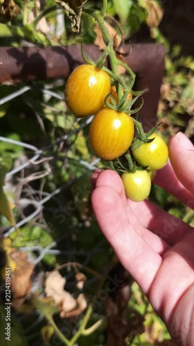 Mano sosteniendo racimo de tomates cherry amarillos en huerta