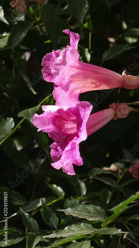 Flores rosadas de campana moviéndose suavemente con la brisa