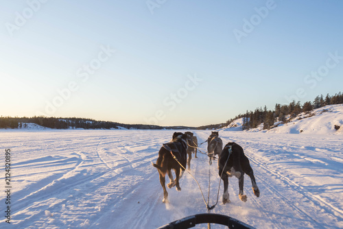 Dogsled on Lake