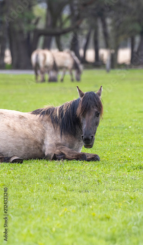 Dülmener Wildpferde