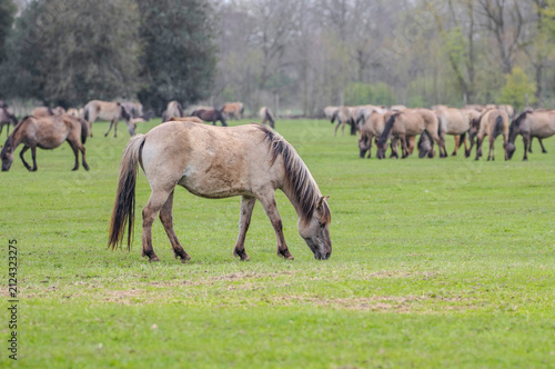 Dülmener Wildpferde