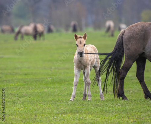 Dülmener Wildpferde