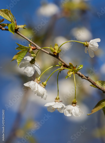 Weisse Kirschblüten