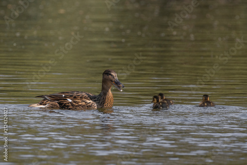 Ente