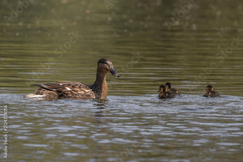 Ente