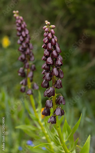 Persische Kaiserkrone, Fritillaria persica