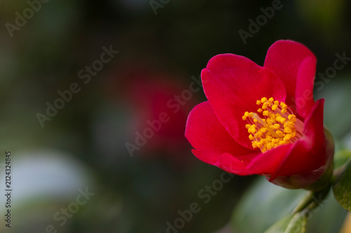 Kamelie, Camellia