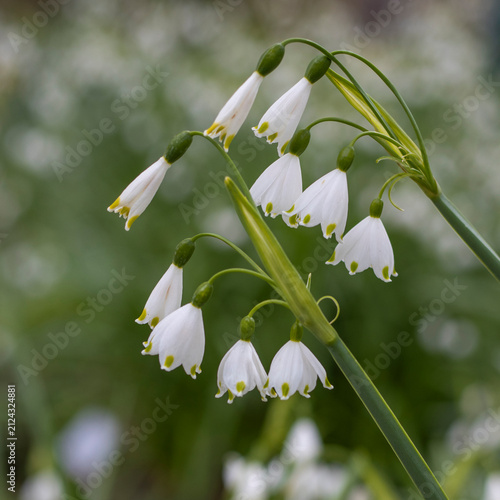 Märzenbecher, Frühlings-Knotenblume
