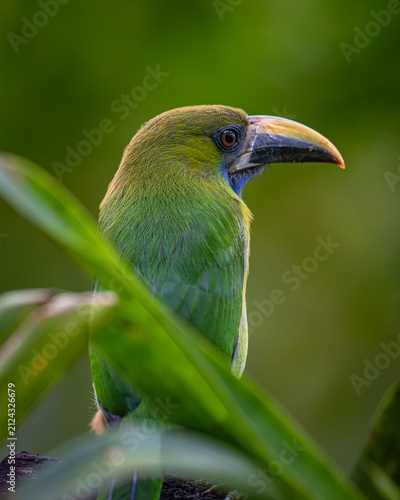Northern emerald toucanet (Aulacorhynchus prasinus)