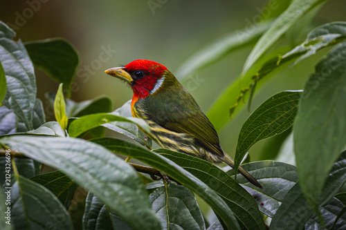 Red-headed barbet (Eubucco bourcierii)