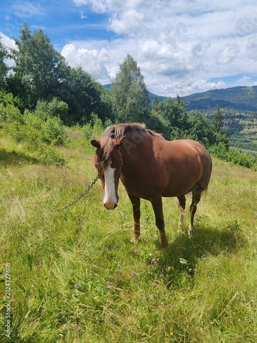 Brown horse grazing on a green pasture in Carpathian mountains under sunny sky