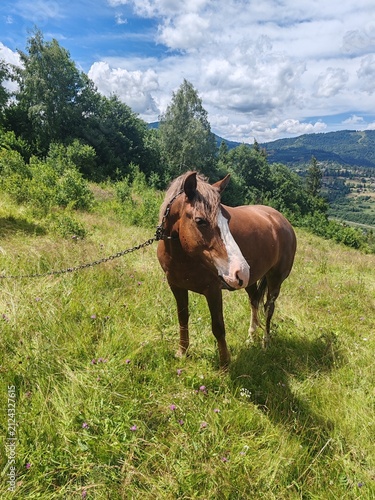 Brown horse grazing on a green pasture in Carpathian mountains under sunny sky