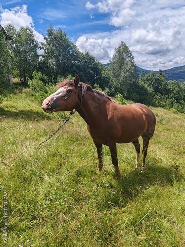 Brown horse grazing on a green pasture in Carpathian mountains under sunny sky