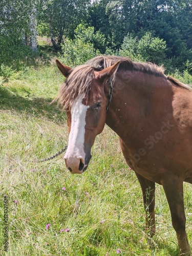 Brown horse grazing on a green pasture in Carpathian mountains under sunny sky