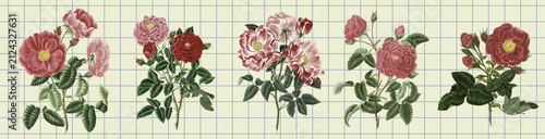 Foto Set of Restored vintage botanical illustration of Rosa Roses by Mary Lawrence