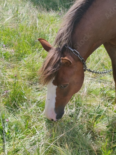 Brown horse grazing on a green pasture in Carpathian mountains under sunny sky