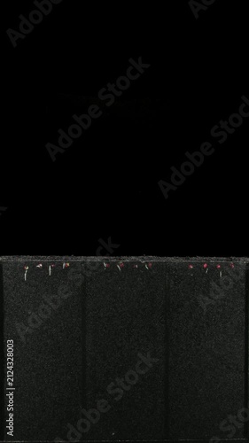 Timelapse of radish (Raphanus raphanistrum) seed germination and root growth in a rhizobox over 12 days. Alpha channel footage displayed on a black background, vertical.