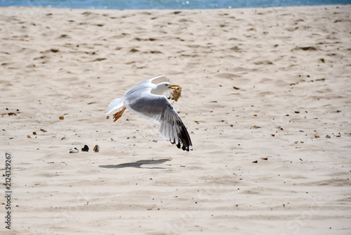 Seagull taking off from a peach carrying scavenged food in his beak. Seagulls are pests in seaside towns as they steal food from unsuspecting holiday makers.