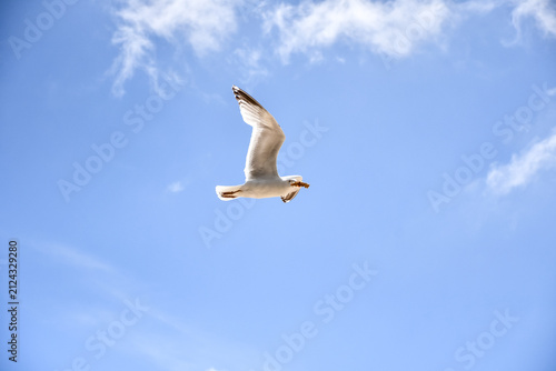 Foto Flying high, large seagull bird carries away food it has scavenged from holiday makers on a summers day at the seaside
