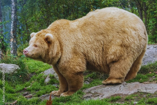 Canvas Print Large brown bear standing in natural forest habitat