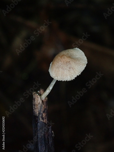 Obraz na płótnie Captivating macro photograph of a small group of delicate white pinhead mushrooms growing together on a wet green or brown leaf
