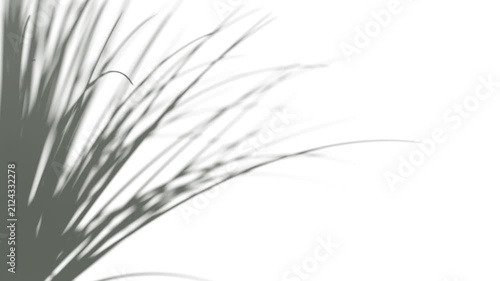 Abstract shadow lemongrass bush on wind background, looped animation, 3d rendering. Grass shadiness swaying silhouette, 4k. Blurred citronella leaf on sun light movement blowing template.
