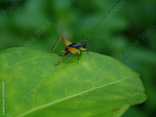 Quadro su tela Stunning close-up macro shot showcasing the compound eyes and powerful hind legs of a green grasshopper resting in a meadow