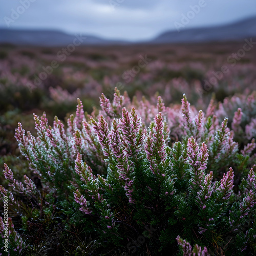 Close up of frosted heather...