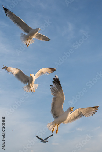 a flock of seagulls in flight, with white plumage and gray details on their wings, arranged against a background of light blue sky near Mount Athos, 2026