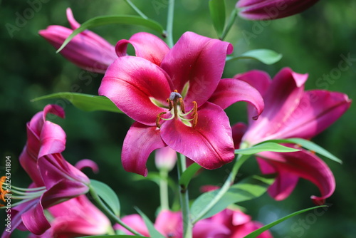 Pink  lilly in the garden, Lilium flowers, close up.