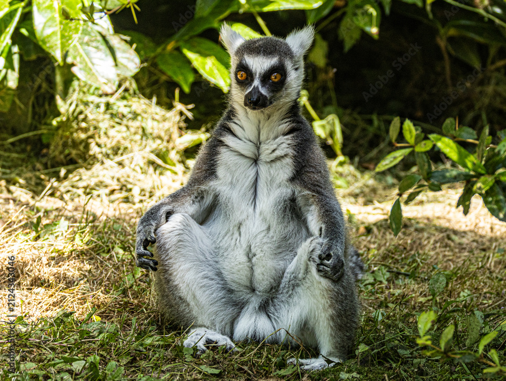Naklejka premium Ring-tailed Lemur (Maki catta)