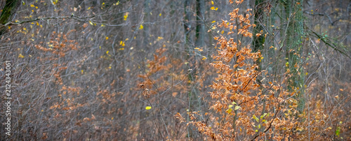 Quadro su tela Young tree with orange leaves among bare branches late autumn forest