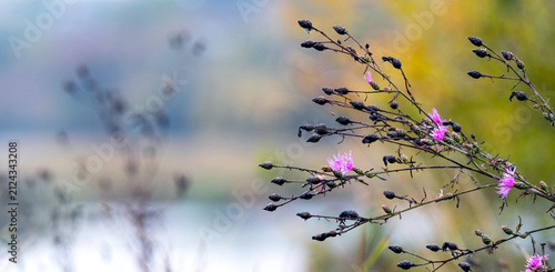 Dry plant stems with pink knapweed flowers on blurred autumn background