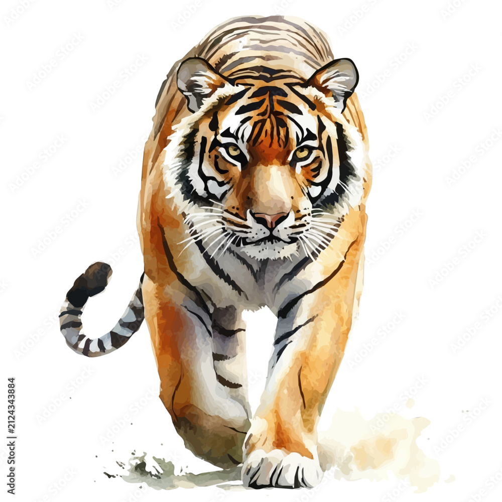 Obraz premium Tiger, watercolor vector clipart, isolated on a white background.