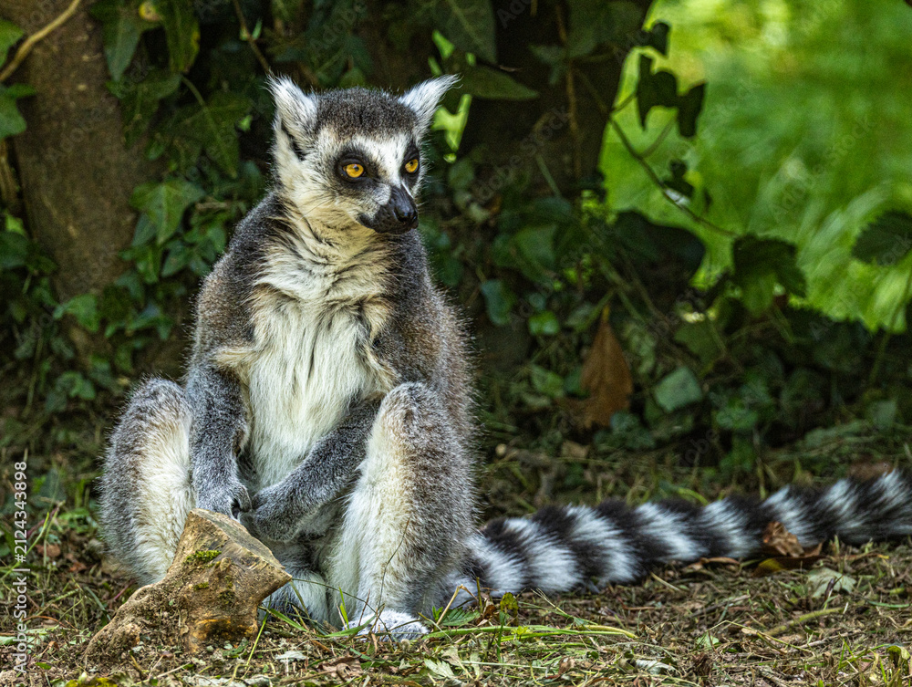 Naklejka premium Ring-tailed Lemur (Maki catta)