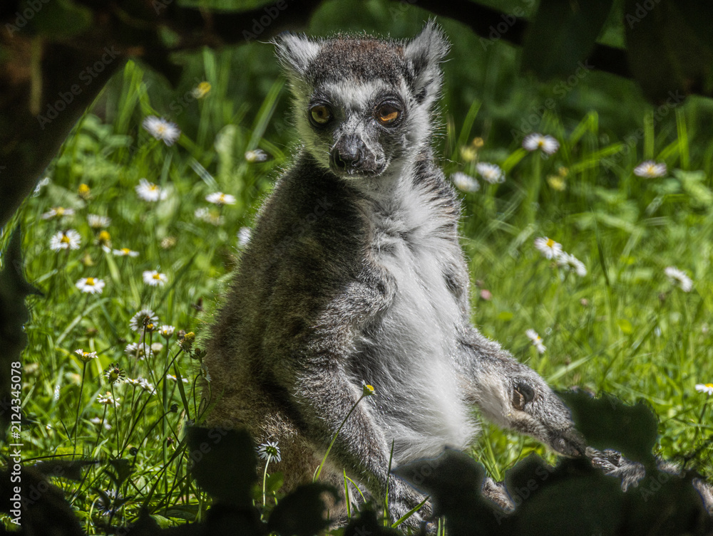 Naklejka premium Ring-tailed Lemur (Maki catta)