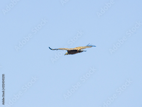 Photography Griffon Vulture (Vautour fauve)